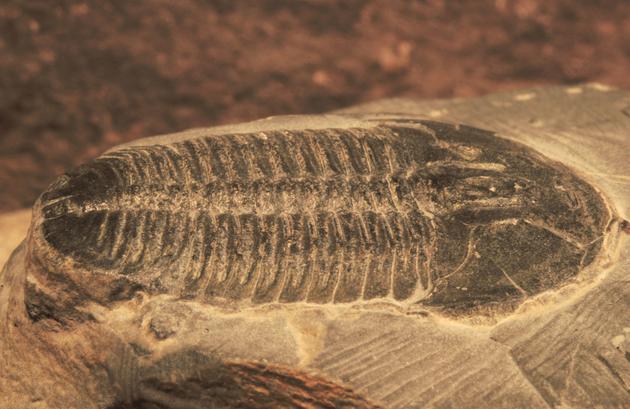 化石记录显示，大约5.4亿年前，复杂多样的动物出现了大爆发。三叶虫是那个时代数量最多、最具代表性的生物类群之一。图中是一个三叶虫的化石，这类具有“盔甲”的动物繁盛了数千万年