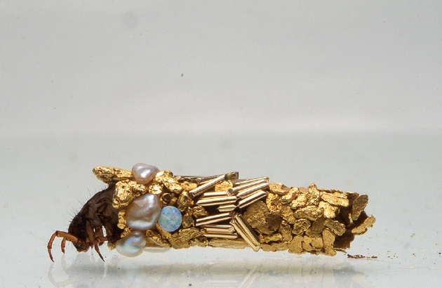 一只石蛾幼虫用艺术家休伯特·杜普拉特提供的材料为自己建造了一个亮闪闪的外壳
