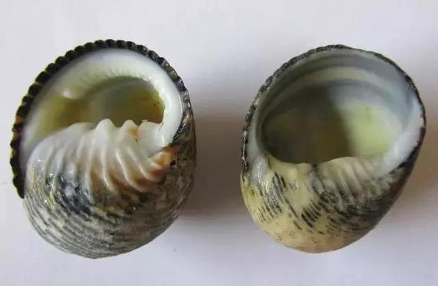 左边是未经修缮的螺壳，右边是经陆寄居蟹改造过、内部空间更宽敞的螺壳。这样的螺壳住起来舒适，但从内部抓住的着力点更少，因此更容易被夺走 | 图片来源：arstechnica.com
