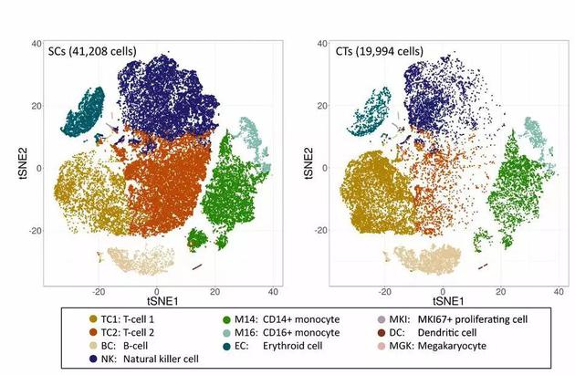 超长寿老人（左）与对照组（右）的免疫细胞图谱。两张图谱中，图片中央区域的TC2细胞（红色）含量存在明显差异。