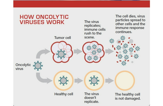 溶瘤病毒进入肿瘤细胞后，会进行复制并诱导免疫细胞前来，最终将肿瘤细胞杀死，之后病毒会转移到其他肿瘤细胞。在健康细胞内，溶瘤病毒不会复制，也不会造成损伤