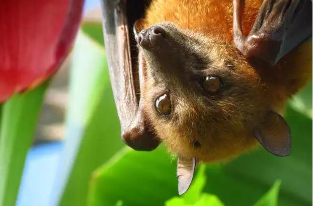 一只果蝠。蝙蝠往往比同等体型的动物长寿。