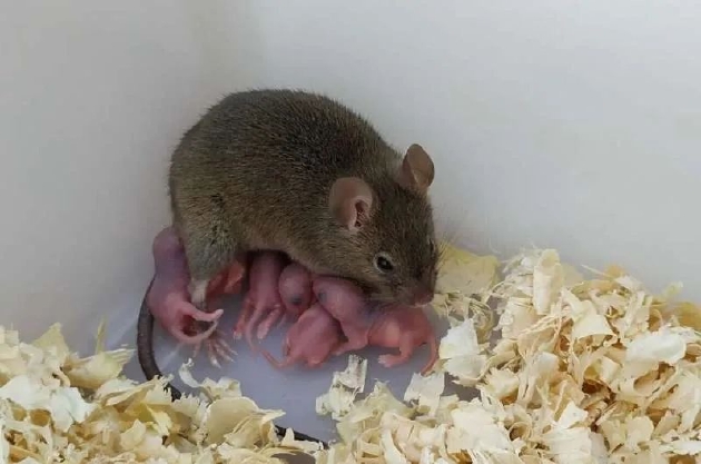 孤雌生殖的老鼠及其后代。图片来源：Yanchang Wei。