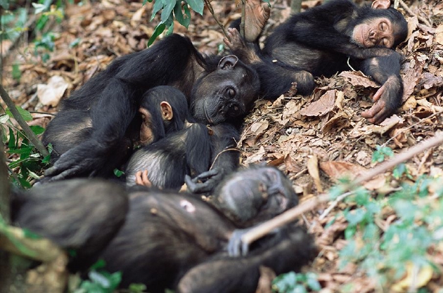 图为坦桑尼亚的一个黑猩猩家庭正在一起睡觉。人类也许同样进化出了群居睡觉的习惯。