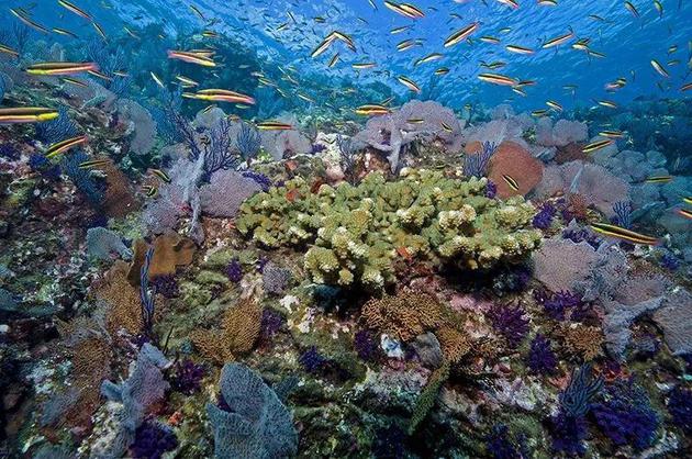 墨西哥玛丽亚群岛的珊瑚礁生机勃勃。来源：Octavio Aburto/iLCP