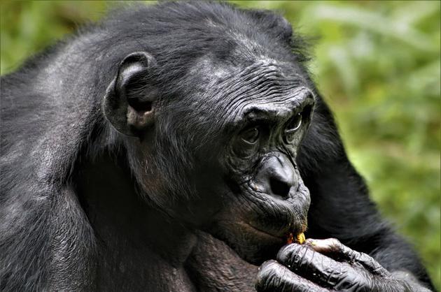 研究人员观察到，最友善的雄性倭黑猩猩往往是最成功的，早期人类可能也有类似的经历。这只雄性倭黑猩猩生活在刚果民主共和国罗拉亚倭黑猩猩保护区。