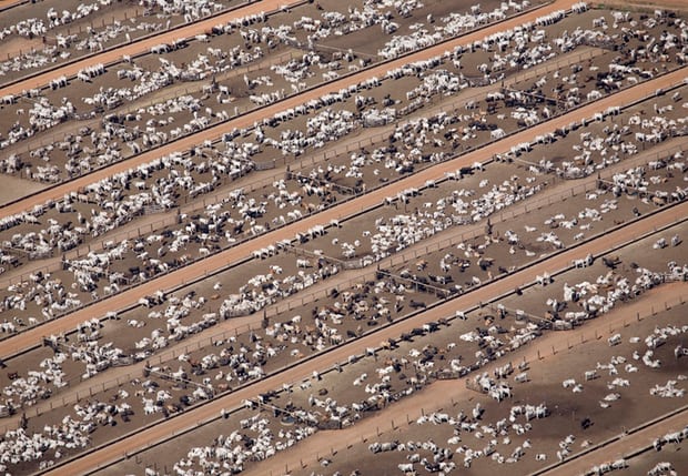 只占地球总生物量0.01%的人类消灭了83%的哺乳动物 位于巴西马托格罗索州的一家养牛场。全世界的哺乳动物中,有60%是家畜