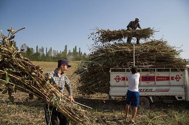 紧张的农民：图中是乌兹别克族农民在颇有争议的Kasan-sai水库附近装载向日葵秸秆，由于近期农民之间频繁发生武装对峙，他们表现得十分紧张，无法与记者正常交谈。