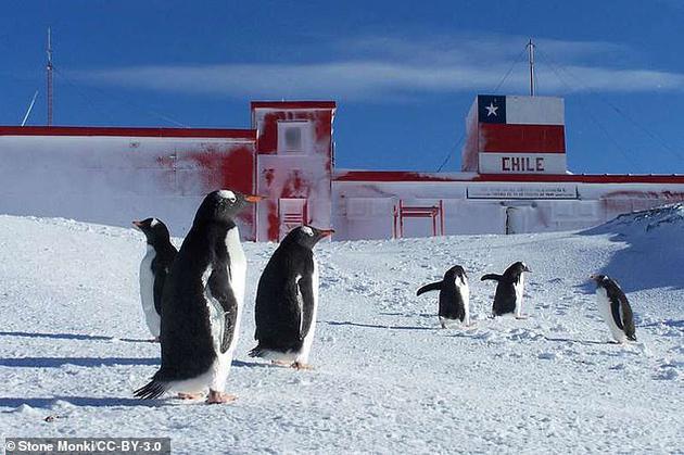 研究人员发现，抗生素耐药性已经传播到了南极的企鹅体内，居住在奥伊金斯科考站（O‘Higgins Base）附近的企鹅体内这类基因的数量要多于人数较少的加夫列尔•刚萨雷斯•魏地拉科考站（Gabriel González Videla Base）附近的企鹅。