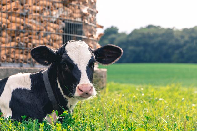 奶牛已经用上了5G 你却连个手机都没有（图片由Thomas Bock在Pixabay上发布）