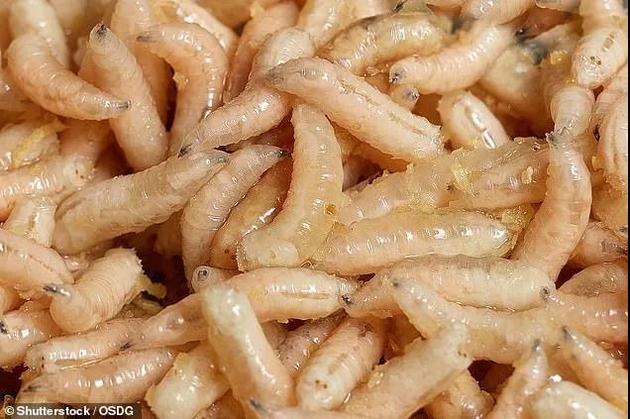 蛆虫可能会让许多人望而却步，但研究人员表示，它们可以被开发成多种食品