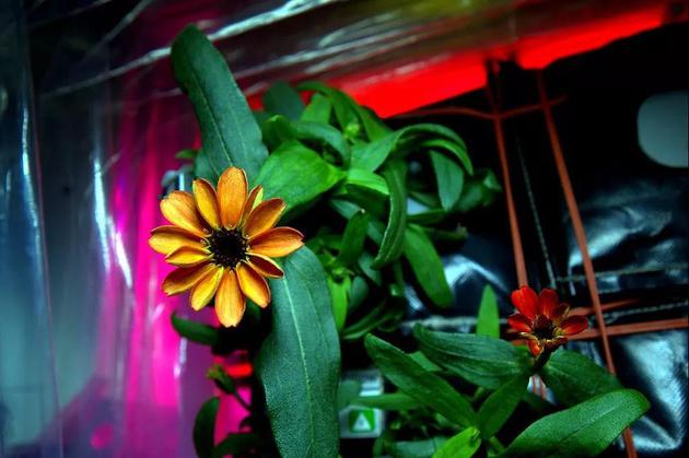 长期驻留国际空间站的美国宇航员斯科特·凯利2016年1月发图称“第一株在太空培育的花朵已经开花”。图／视觉中国