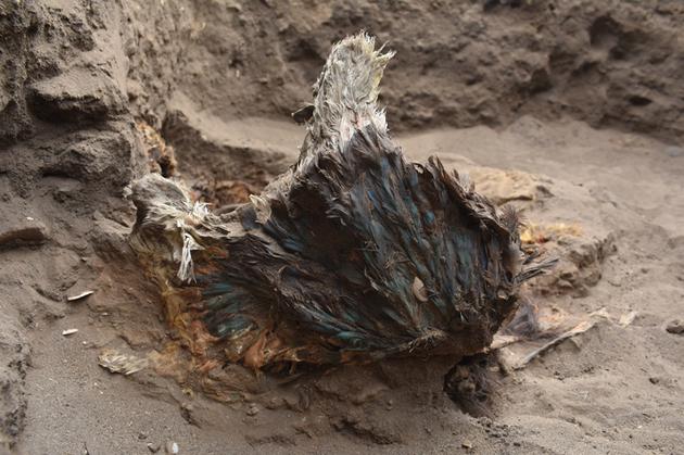 2019年十大考古事件：青藏高原发现丹尼索瓦人颌骨