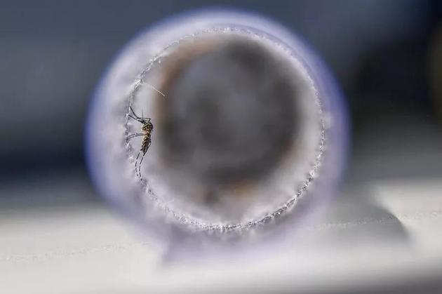 科研人员正在用沃尔巴克氏菌感染蚊子，以阻止其传播疾病。图片来源：Apu Gomes/AFP/Getty