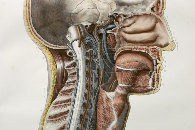 　唾液腺有三种主要类型：腮腺（parotid gland）、颌下腺（submandibular gland）和舌下腺（sublingual gland）