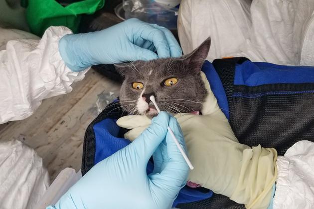 一只猫正在德州农工大学开展的研究中接受拭子采样