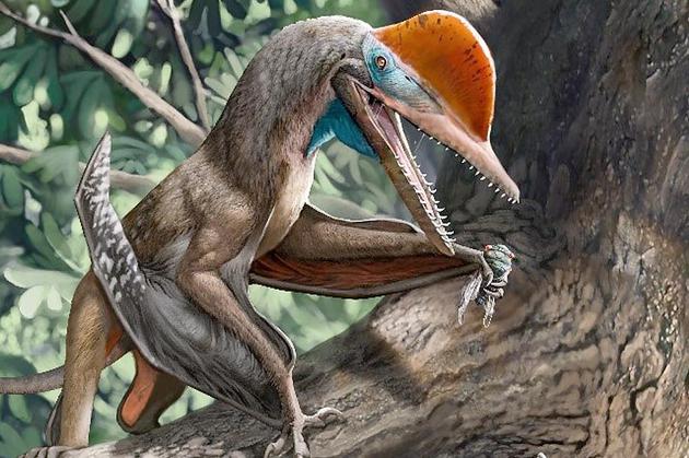 侏罗纪的这种翼龙竟然会“擒拿手”！