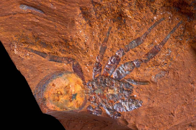 澳大利亚麦格拉斯平原的一种多形蜘蛛化石