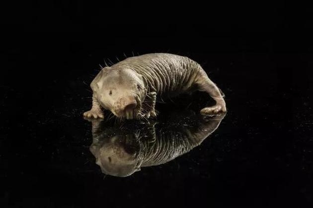 皮肤皱巴巴的裸鼹鼠可能携带着长寿的奥秘
