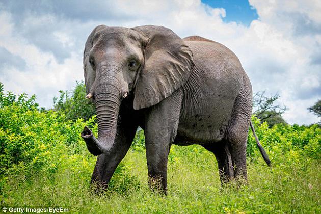 非洲公园数百头大象每天都会产生大量粪便，们的粪便大约40%是纤维素，这些粪便排出体内是容易采集到的，未来可用于制造纸张。