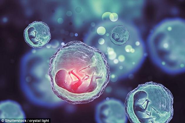 用干细胞作为培育原料将提供无限量的、一模一样的胚胎，在生物医学领域将发挥非常重要的作用。