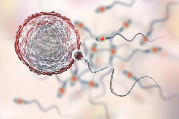 科学家发现精子存在一种令人惊奇的碗状结构。该结构可能导致不孕、流产和婴儿天生缺陷。