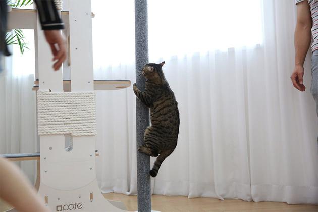 人不如猫!Tuft+Paw推出“猫咪终极游乐场”