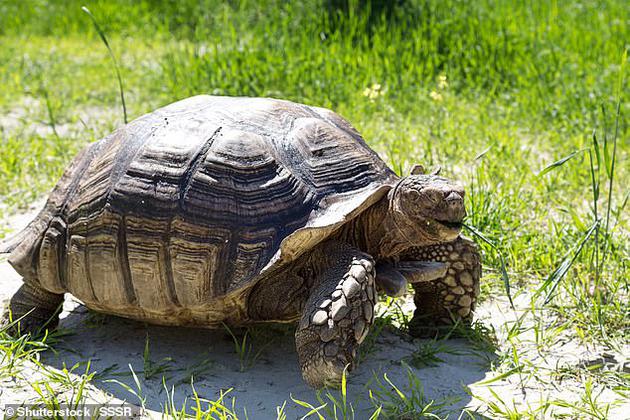 研究人员称，在“巨型动物群”（megafauna）的成员中，有70%的物种正在衰亡，而59%的物种面临灭绝的风险。