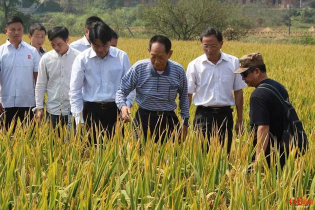 袁隆平行走在田间地头，察看超级稻情况 图源 视觉中国