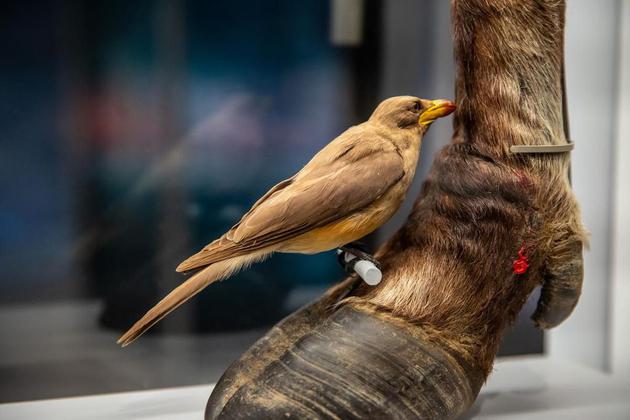 图为以大型哺乳动物血液为食的牛椋鸟。