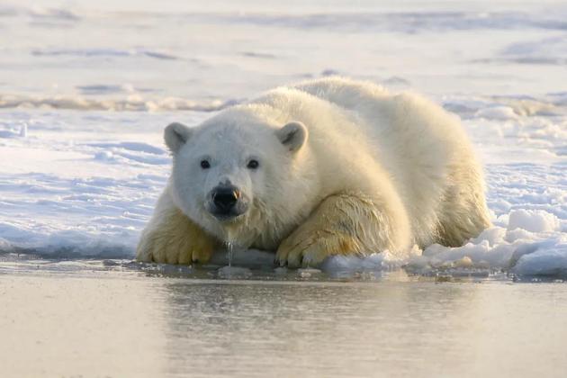不到80年后 北极熊将面临灭绝 人类剥夺了它们捕食的权利 北极熊 新浪科技 新浪网