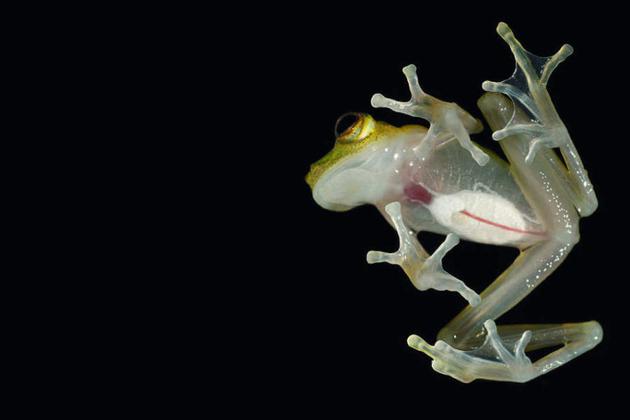 玻璃蛙的透明皮肤可以让你看到它的内脏