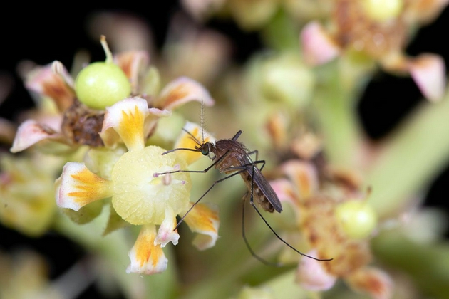 　　像花蜜这样的含糖植物液体是所有蚊子的主要食物来源。很少有人知道它们会给哪些植物授粉，因为它们经常在晚上拜访花朵，比如这朵芒果花