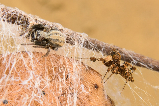 图3：孔蛛（右）在跟踪一只丝绒蜘蛛。众所周知，跳蛛会采用拉扯蛛网丝线来引诱目标蜘蛛靠近检查的策略捕杀网蛛。当网蛛在攻击范围内时，孔蛛会一跃而起。