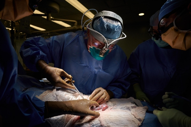 罗伯特·蒙哥马利博士在纽约大学朗格尼医学中心进行了第一例基因工程非人类肾脏异种移植手术。