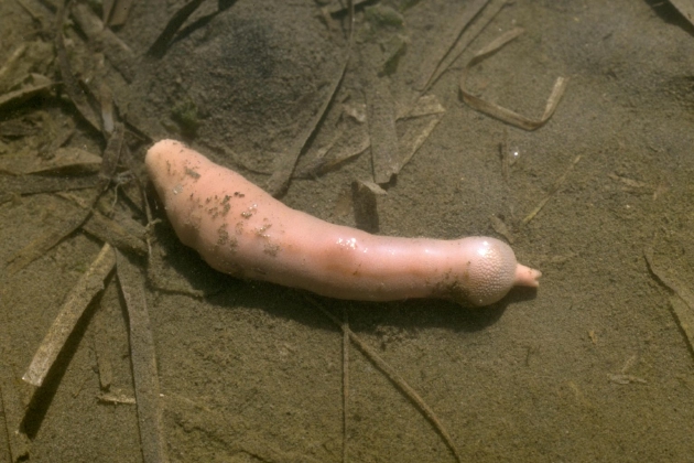 外表奇特的“阴茎蠕虫”不仅美味可口，还是“生态系统工程师”