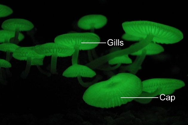 科学探索|神秘的发光蘑菇：仅在特定生命时期内发光