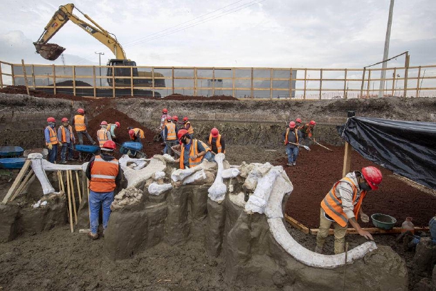 2020年9月10日，考古人员在墨西哥首都墨西哥城附近的菲利普·安赫莱斯国际机场的建筑工地上对猛犸象遗骨进行清理发掘。新华社发（里卡多摄）