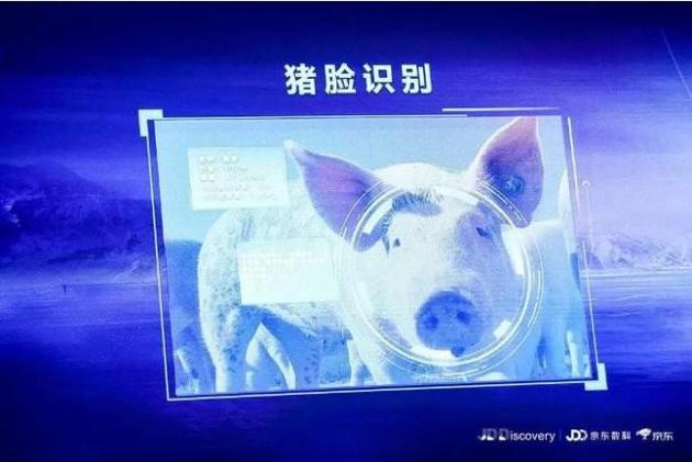 马云、丁磊、刘强东都入局，AI养猪到底哪家强？