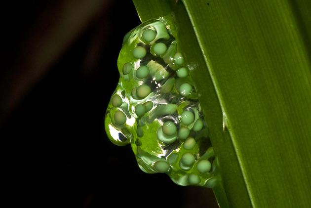 3 现生树蛙的卵团 摄影 Philip Davison