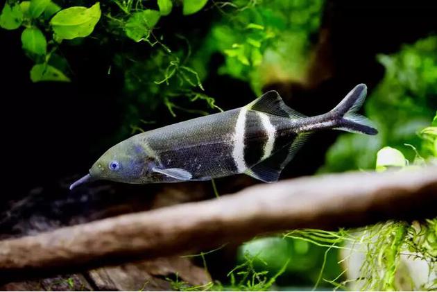 彼氏锥颌象鼻鱼（学名：Gnathonemus petersii）会用微弱的电脉冲进行交流