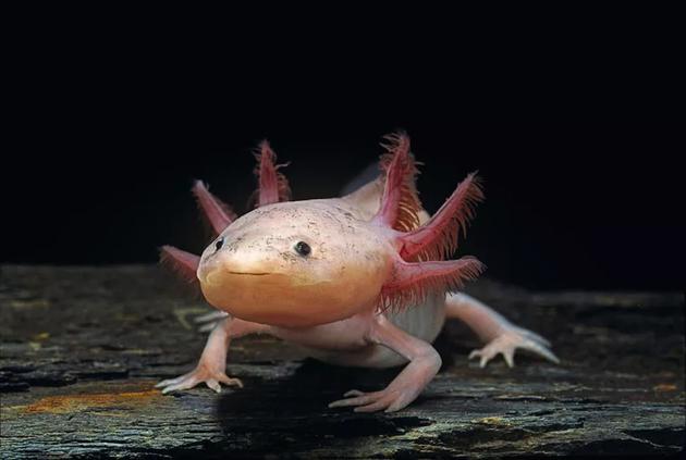 从头部伸出的长长的羽毛状延伸是美西螈的鳃。