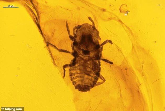 近期，研究人员在缅甸北部Kachin省发现的琥珀中证实包裹着恐龙羽毛和一种远古寄生虫，寄生虫的历史可追溯至1亿年前，该物种被命名为Mesophthirus engeli，该考古发现揭晓了类似虱子的远古昆虫的早期进化发展。