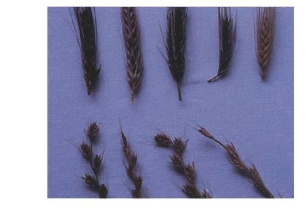 大麦（上）和毒麦（下）的对比。图片来源：（DOI）10.1007/978-94-017-0552-3_3