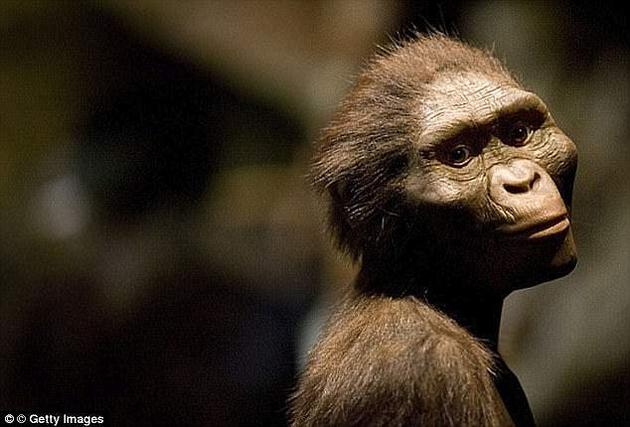 人类大脑的白质体积多达我们的祖先、生活在300万年前的南方古猿的三倍。著名的“露西”就属于南方古猿