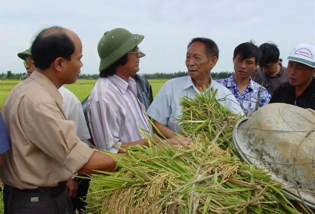 袁隆平院士在越南做杂交水稻技术推广与交流.