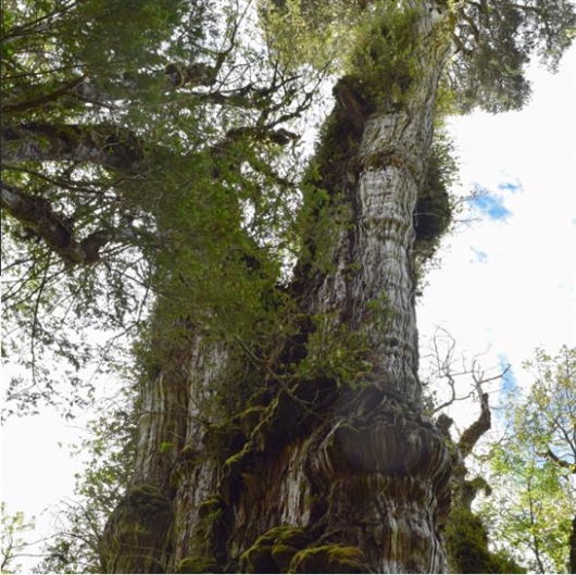世界上最古老的树生长在智利峡谷