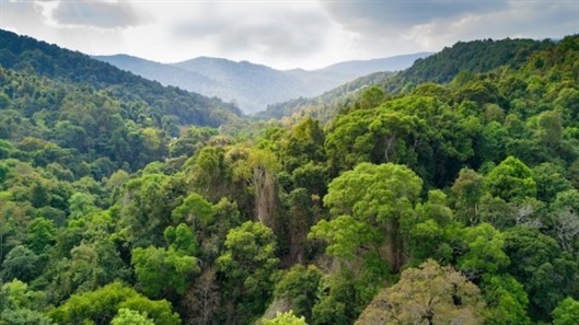 泰国热带雨林鸟瞰图。图片来源：Stéphane Bidouze / stock.adobe.com
