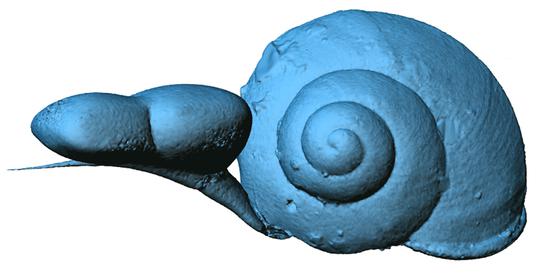 缅甸琥珀中带触角等软组织的蜗牛的3D重建（制图：邢立达）