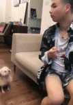 这狗一看就很老实gif搞笑图片